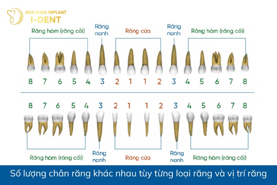 chân răng hàm