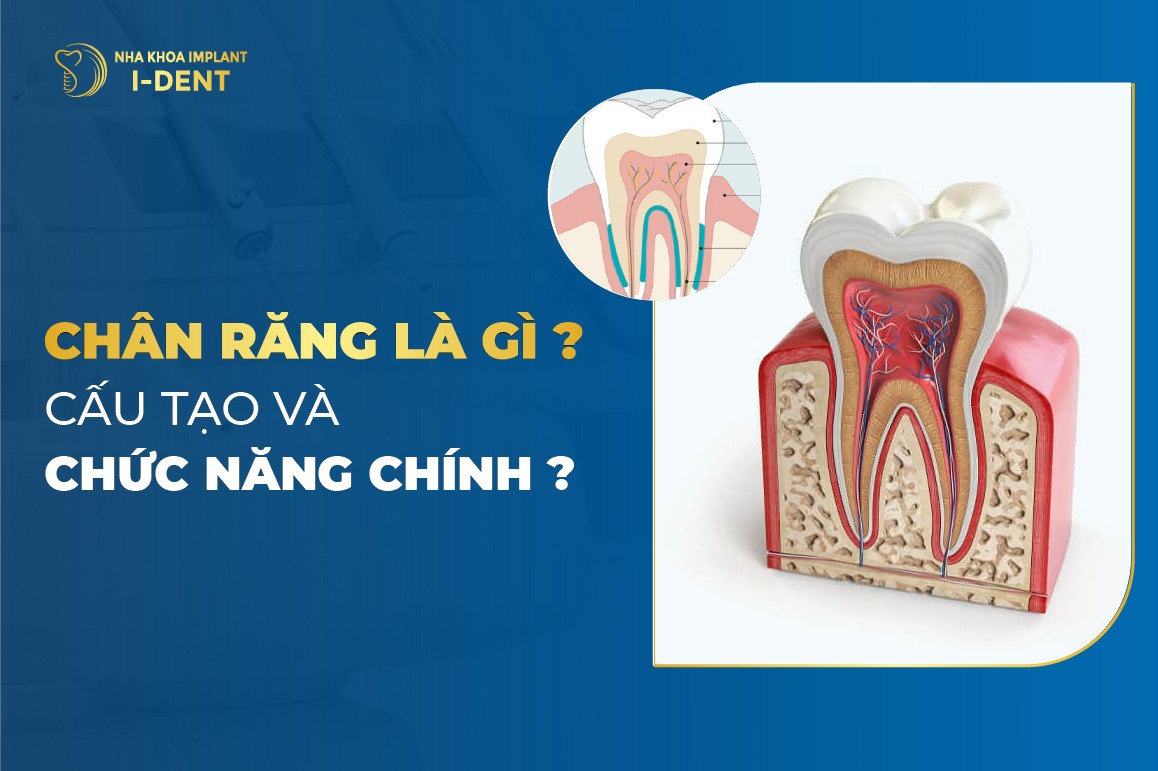 Chan Rang La Gi Cau Tao Va Chuc Nang Chinh